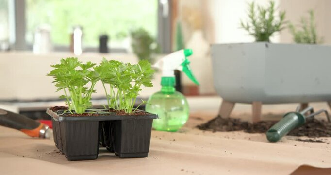 Growing parsley plants indoors with spray bottle and gardening tools nearby, copy space