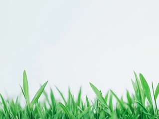 Fototapeta premium Fresh Springtime Vibes Minimalist Green Grass Texture Against White Background