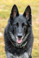 Belgian Groenendael Shepherd Dog, Portrait 