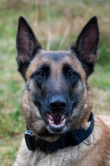 Belgian Malinois Shepherd Dog, Portrait