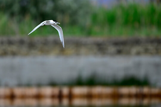 Sandwich tern with fish in its beak // Brandseeschwalbe mit Fisch im Schnabel (Thalasseus sandvicensis)