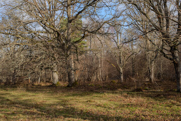 Obraz premium Ancient oak woodland. November 2024