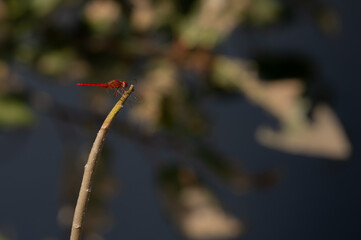 red-veined darter on a tiny branch 