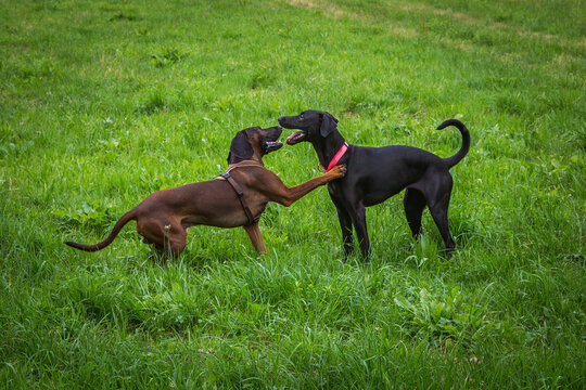 two dogs playing on a green meadow