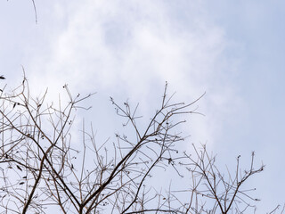 冬の空と葉の落ちた枝10