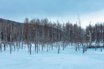 The blue pond is a blessing that came about by accident. Located near Biei town, it was built to prevent damage from mudslides from Mt. Tokachi. The color of the pond ranges from turquoise to emerald