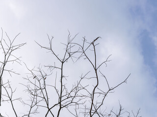 冬の空と葉の落ちた枝08