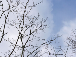 冬の空と葉の落ちた枝05