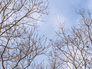 冬の空と葉の落ちた枝11