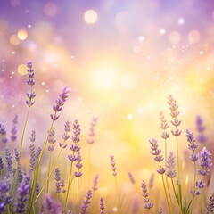 Fototapeta premium Lavender Field in Golden Light. A Beautiful Floral Background