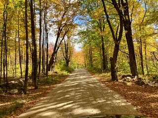 Fototapeta premium path in autumn forest