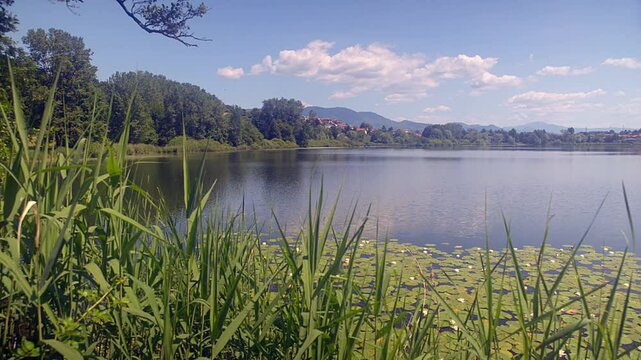 Typical vegetation of a European lake with water lily aquatic plants and marsh reeds. Lake Comabbio, northern Italy, with in the background the towns of Ternate and, on the right, of Varano Borghi