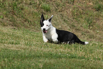 Cardigan Welsh Corgi puppy running on the grass