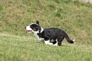 Cardigan Welsh Corgi puppy running on the grass