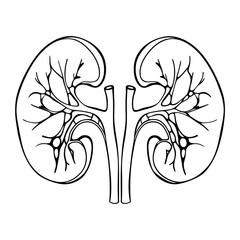 human kidney