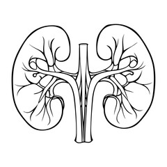 human kidney