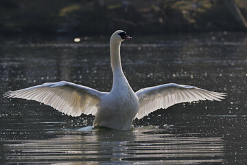 swans on the lake