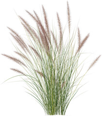 Fototapeta premium Grass, Turf, Lawn, Bush, Flowers Overlay