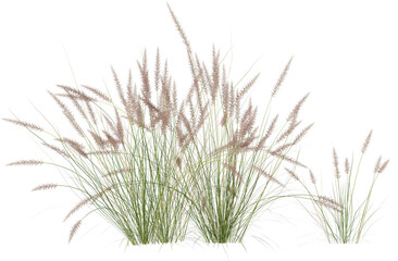 Grass, Turf, Lawn, Bush, Flowers Overlay