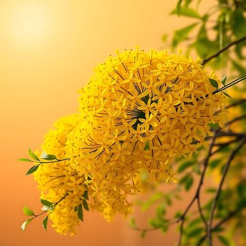 Kanikonna / Konnapoo - The Vishu Special Flower Cassia fistula, commonly known as golden shower, purging cassia, Indian laburnum.