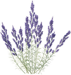 Naklejka premium Grass, Turf, Lawn, Bush, Flowers Overlay