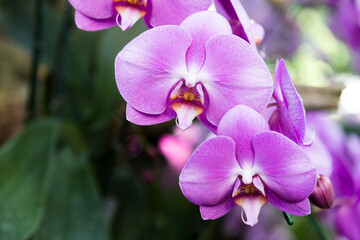 Beautiful venda orchid flower background, nature background, spring season