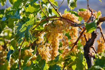 Organic Vidal Blanc White Grapes Winery Vineyard
