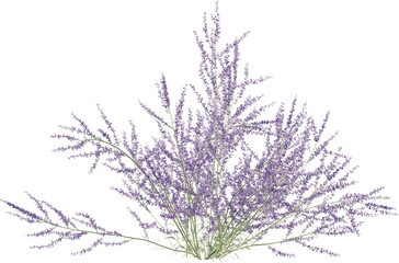 Grass, Turf, Lawn, Bush, Flowers Overlay