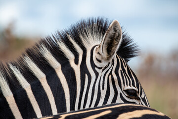 Fototapeta premium Tight closeup of a zebra