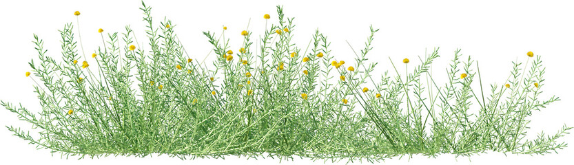 Grass, Turf, Lawn, Bush, Flowers Overlay