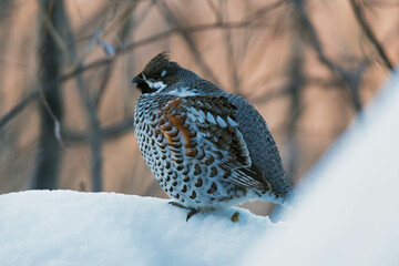 hazel grouse in the snow