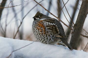 hazel grouse in the snow