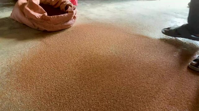 A man sieving grain for a customer and cleaning them from small rocks