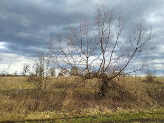 A lonely willow tree in spring on a background of a grassy field with dry yellow grass. Beautiful spring landscape.