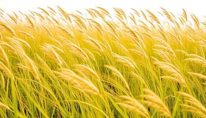 Golden Grass Field Windswept Meadow Serene Nature Background