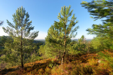Point of view from the Gros Sabons rock in  Fontainebleau forest