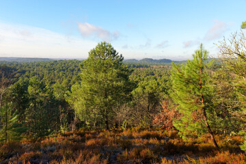 Point of view from the Gros Sabons rock in  Fontainebleau forest