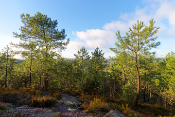 Point of view from the Gros Sabons rock in  Fontainebleau forest