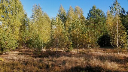 Fototapeta premium forest in autumn