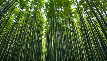Fototapeta premium Forêt de bambous sereine