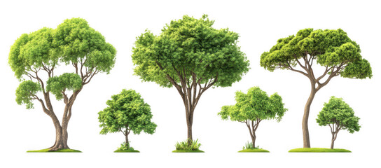collection of green trees isolated on transparency background showcases various tree types with lush foliage, ideal for design projects or educational purposes