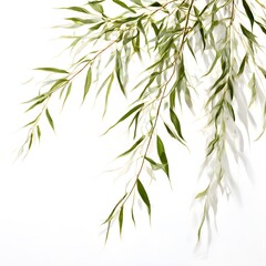 Fototapeta premium A beautiful green bush tree isolated on a white background