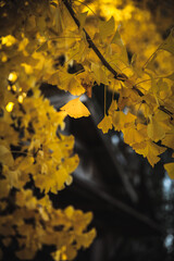 神社とイチョウ
