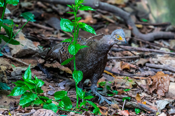 Grey Peacock Pheasant Yellow around the eyes, some are light red or pink. The body's fur is gray with densely distributed yellowish-white fine spots. The neck is white.	