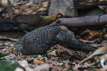 Grey Peacock Pheasant Yellow around the eyes, some are light red or pink. The body's fur is gray with densely distributed yellowish-white fine spots. The neck is white.	
