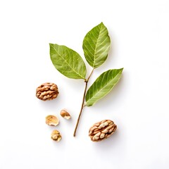 A beautiful green bush tree isolated on a white background