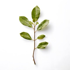 Obraz premium A beautiful green bush tree isolated on a white background