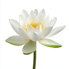 White Lotus (Nymphaea lotus) isolated on white background. 
