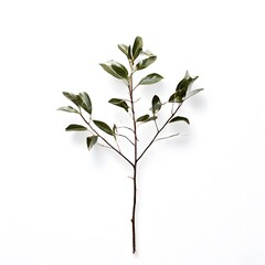 Fototapeta premium A beautiful green bush tree isolated on a white background