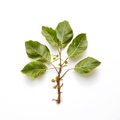 A beautiful green bush tree isolated on a white background
